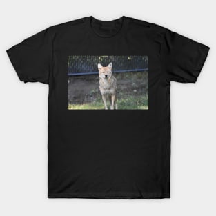 Coyote T-Shirt